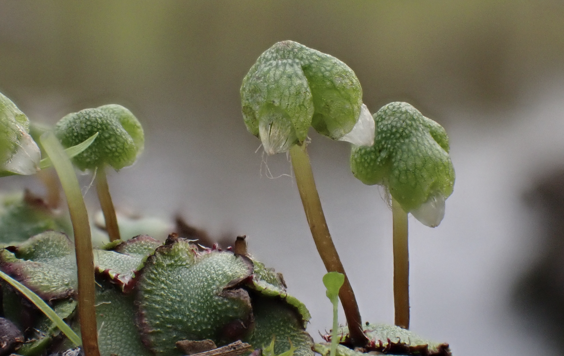 Calasterella californica archegoniophores