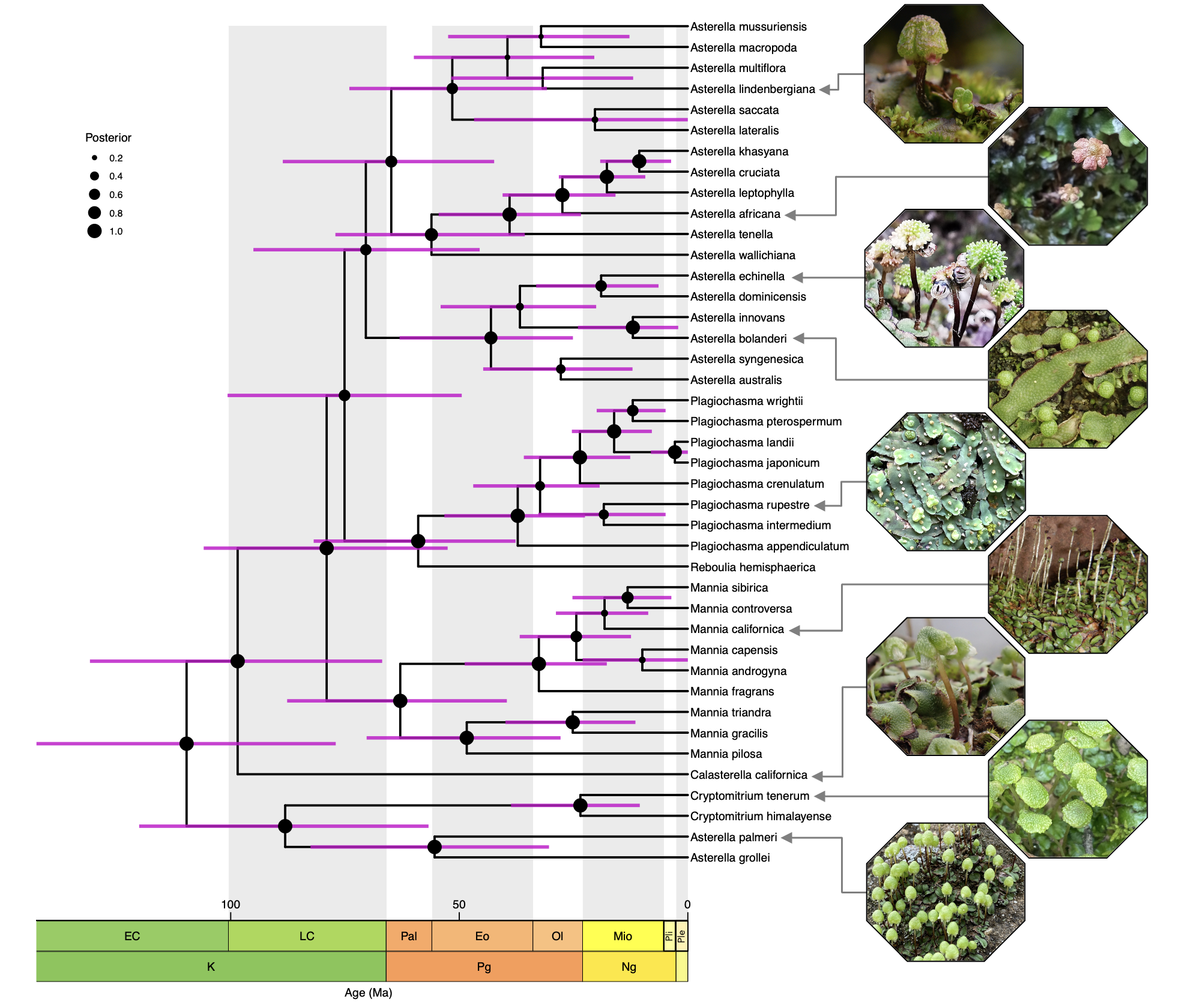 Aytoniaceae phylogeny