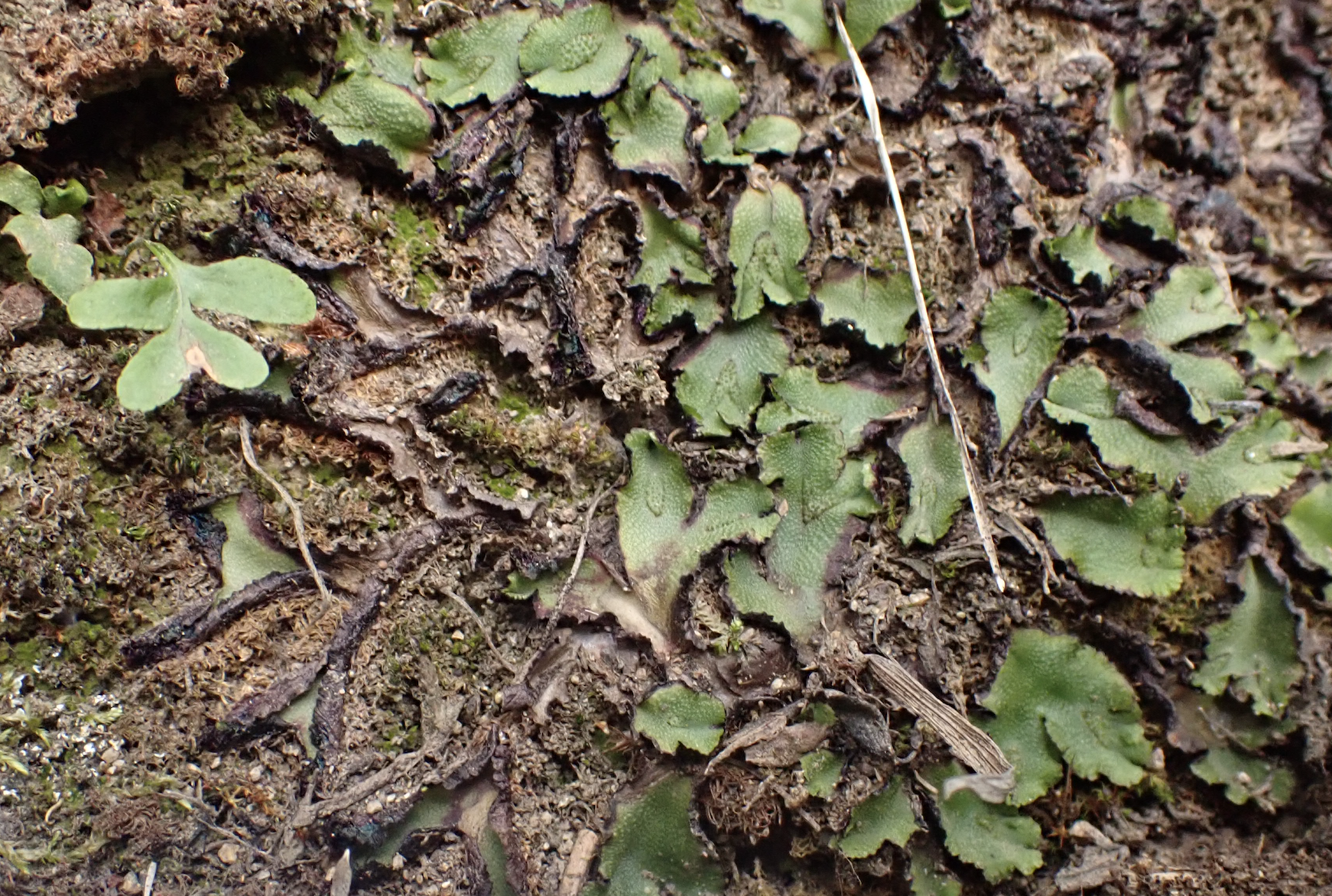 Calasterella californica with some drying thalli