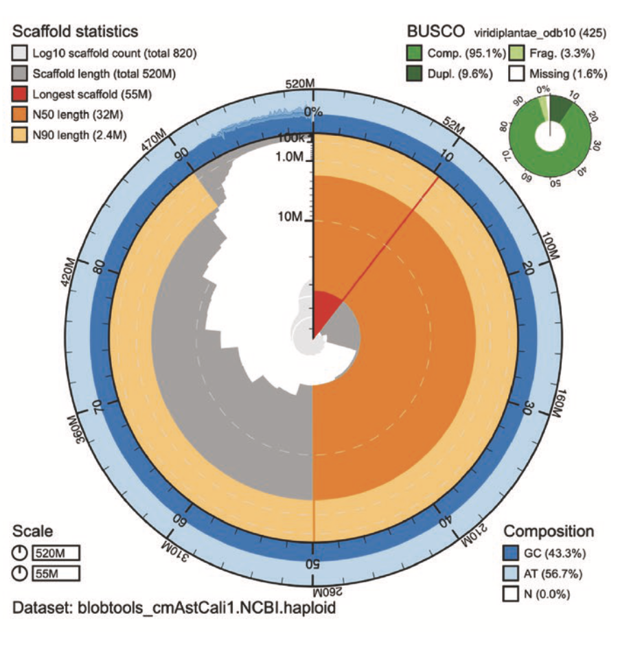 A genome assembly for the California endemic liverwort *Calasterella californica*