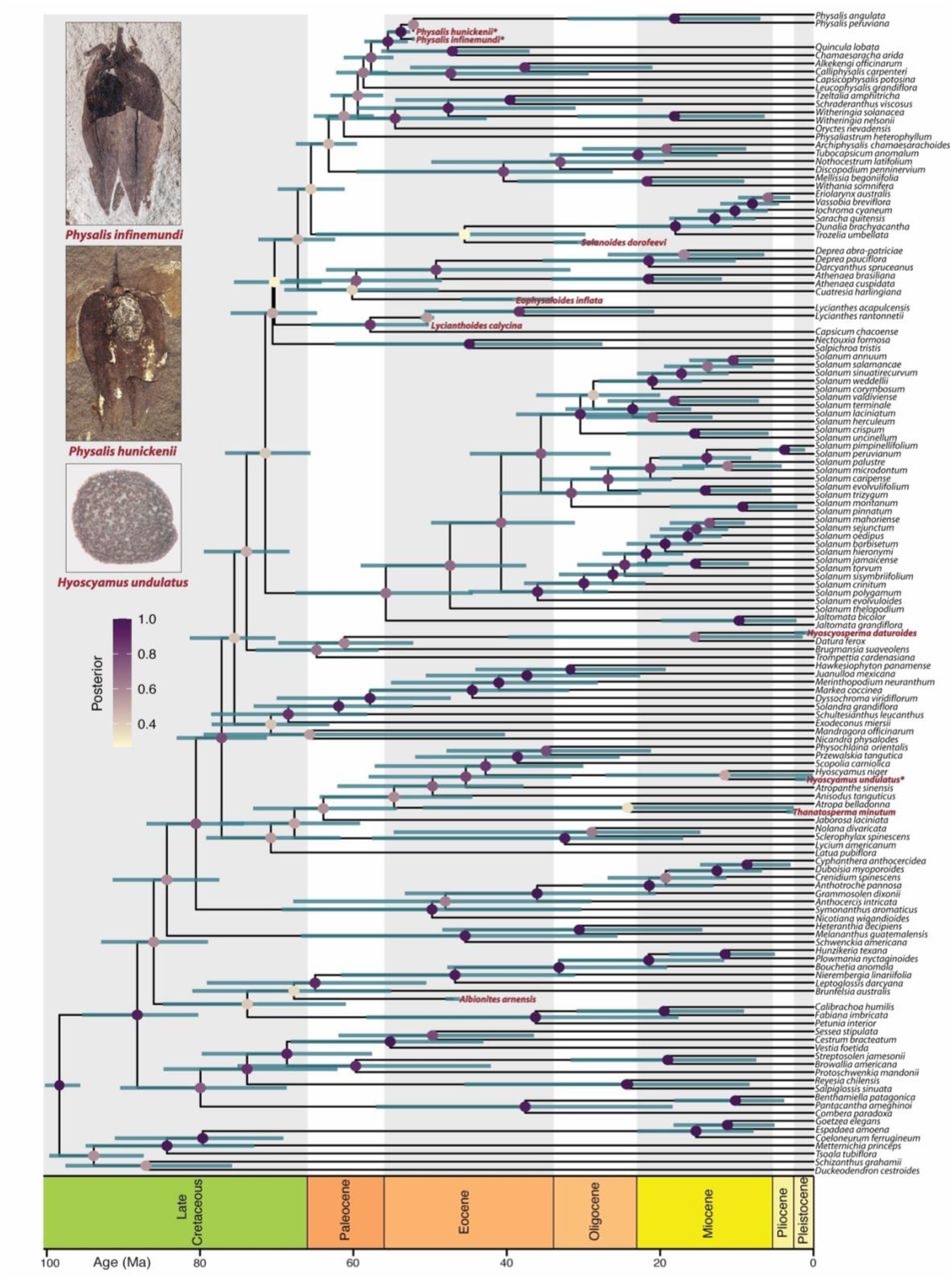 Late Cretaceous origins for major nightshade lineages from total-evidence timetree analysis