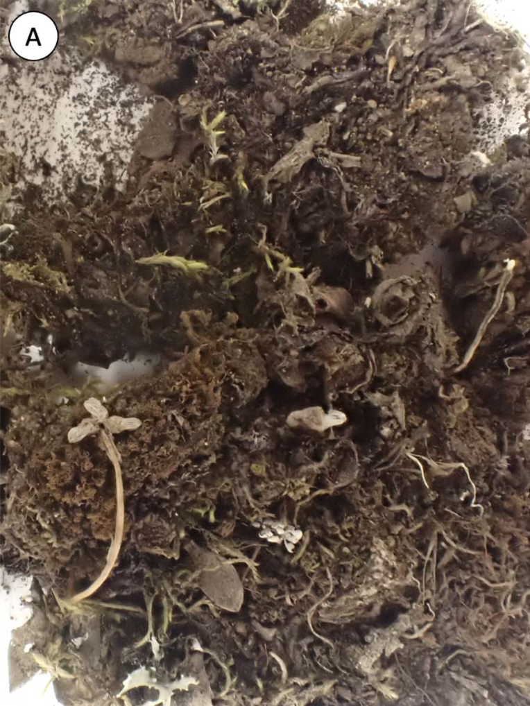 Typification of *Fimbraria californica* (*Calasterella californica*, Aytoniaceae)