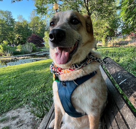 Patata Waffles González