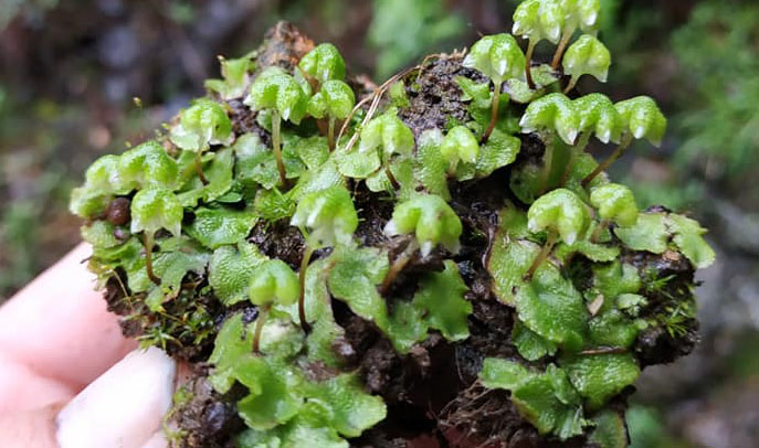 foto de Asterella